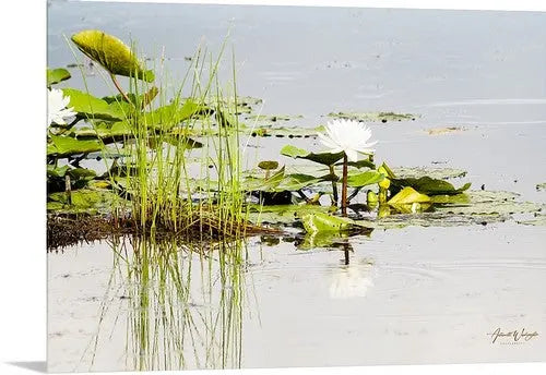 Water Lily Antoinette Washington Photography