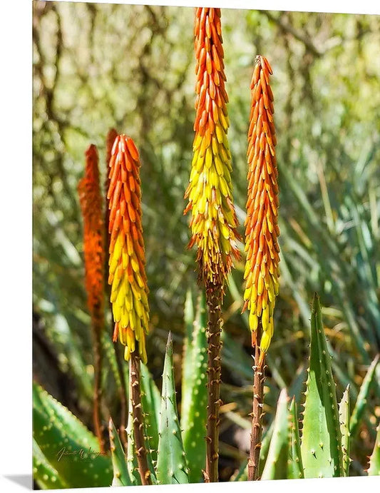 Desert Aloe Vera Plant Antoinette Washington Photography