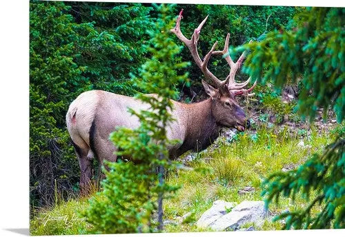 Elk Antoinette Washington Photography